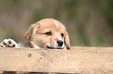 CORGI PEMBROKE 1329